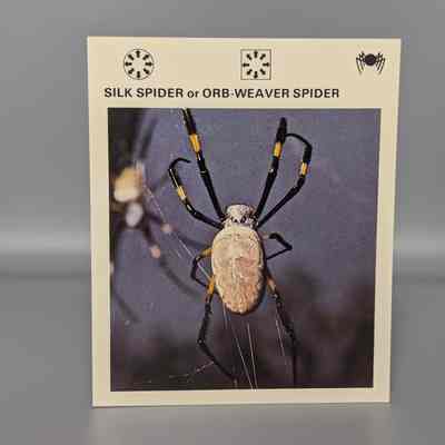 Wildlife Treasury: Silk Spider or Orb Weaver