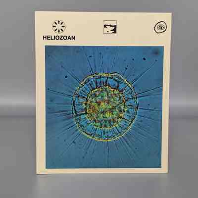 Wildlife Treasury: Heliozoan