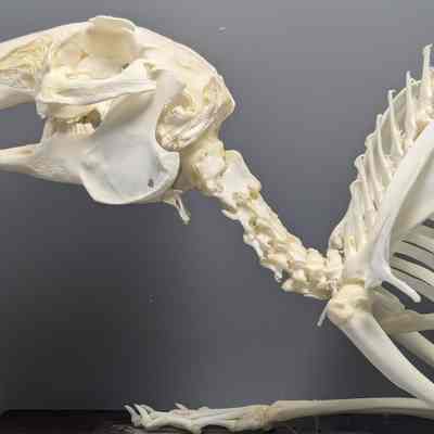 Domesticated Rabbit Skeleton