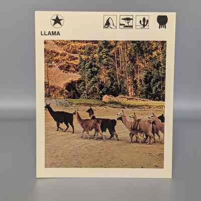 Wildlife Treasury: Llama