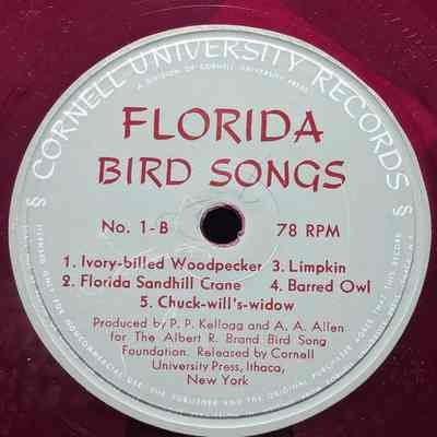 Florida Bird Songs