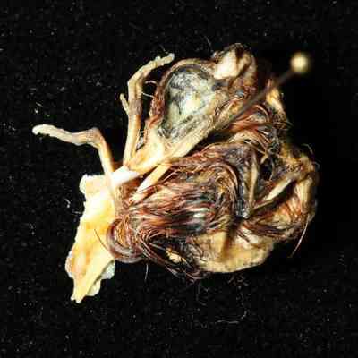 Developmentally Mutilated Pheasant Embryo
