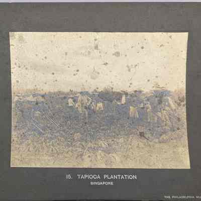 Tapioca Plantation