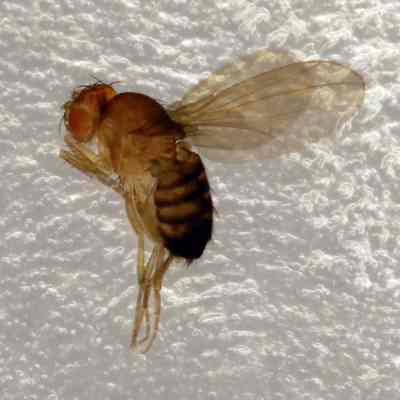 Transgenic Fruit Fly From Swank Lab