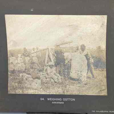 Weighing Cotton
