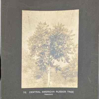 Central American Rubber Tree