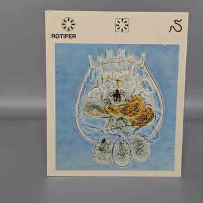 Wildlife Treasury: Rotifer