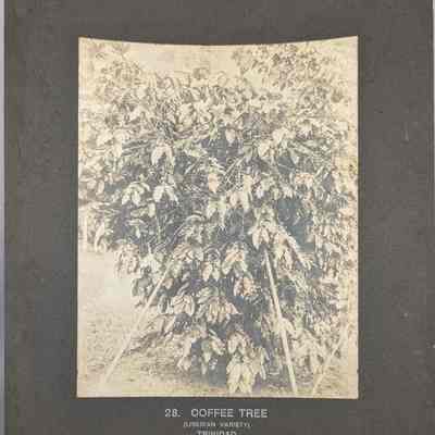 Coffee Tree