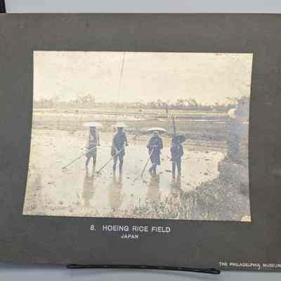 Hoeing Rice Field