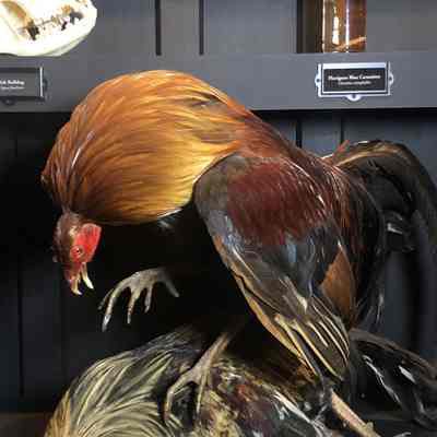 Fighting Cock (top)