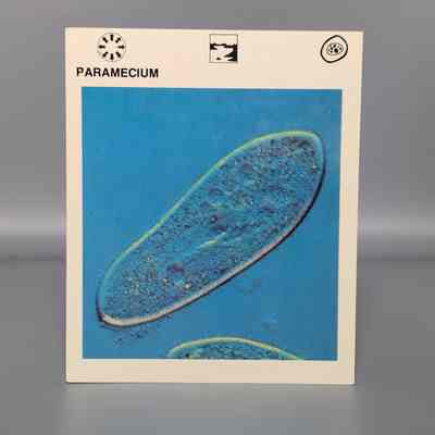Wildlife Treasury: Paramecium