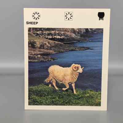 Wildlife Treasury: Sheep