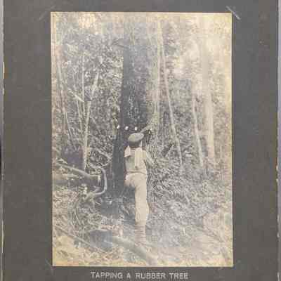 Tapping A Rubber Tree