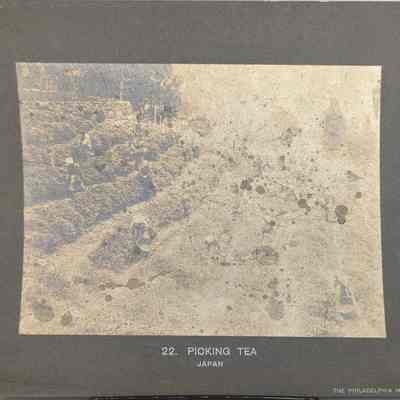 Picking Tea