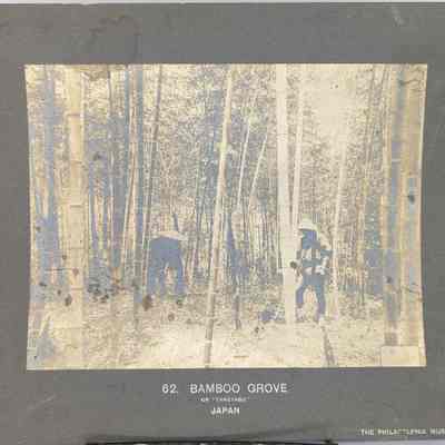 Bamboo Grove