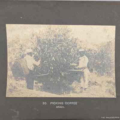 Picking Coffee