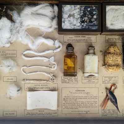 Drawer of Cotton Specimen