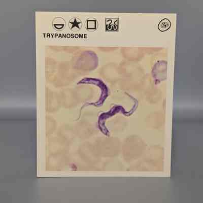 Wildlife Treasury: Trypanosome