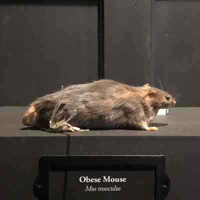 Obese Mouse from JAX 2