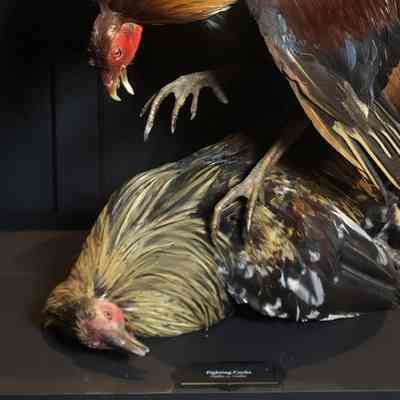 Fighting Cock (bottom)