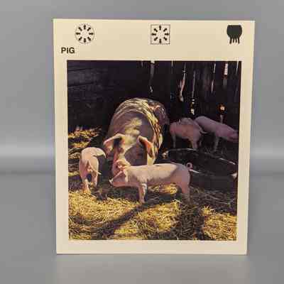 Wildlife Treasury: Pig