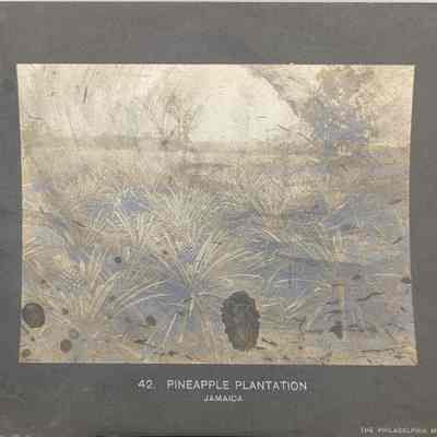 Pineapple Plantation