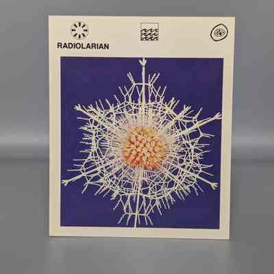 Wildlife Treasury: Radiolarian