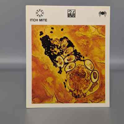 Wildlife Treasury: Itch Mite