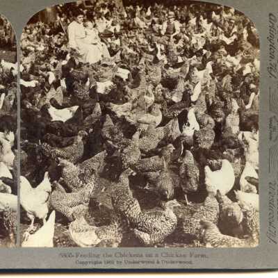Feeding the chickens on a farm (1903)