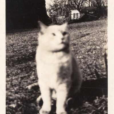 Cat in Yard