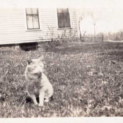Cat in Yard