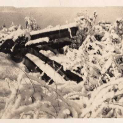 Snowy Foliage