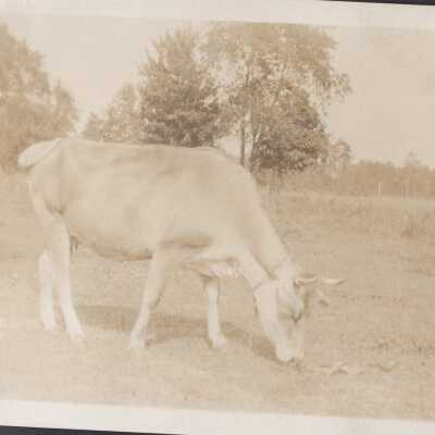 Cow From the Side