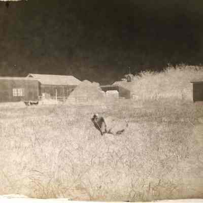 Cat in Yard