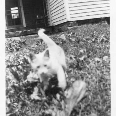 Kitten in Yard