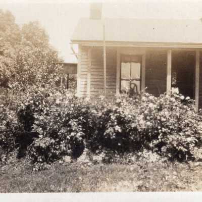 Bushes