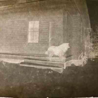 Dog on Porch