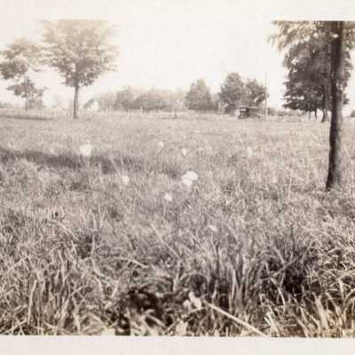 Grassy Landscape