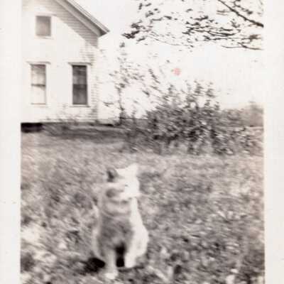 Cat in Yard