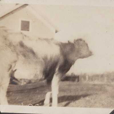 Cow