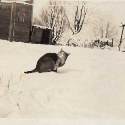 Cat in Snow