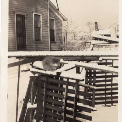 Cat on Debris