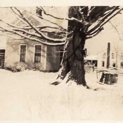 Snowy Yard with Tree