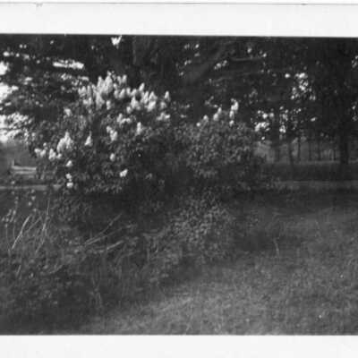 Foliage