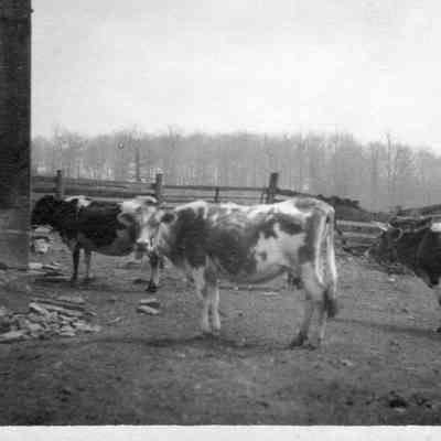 Cows In Pasture