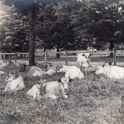 Field of Cows