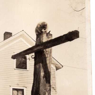 Cat on a Pole