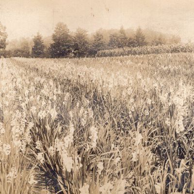 Banning Gladiolus Field