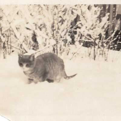 Kitten in Snow