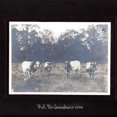 Prof. McGranahan Cows